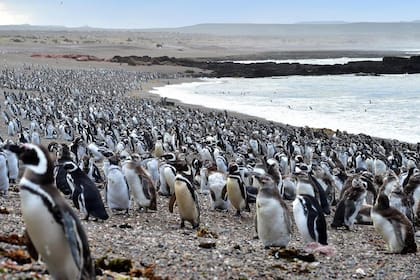 Millones de pingüinos, un espectáculo digno de ser apreciado