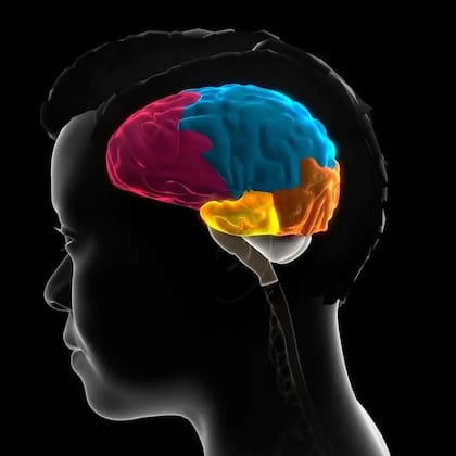 Milner estudió áreas del cerebro como el lóbulo temporal, que en esta imagen se ve amarillo. El lóbulo frontal se puede ver en rosado, el lóbulo parietal en azul y el lóbulo occipital en naranja. Getty Images