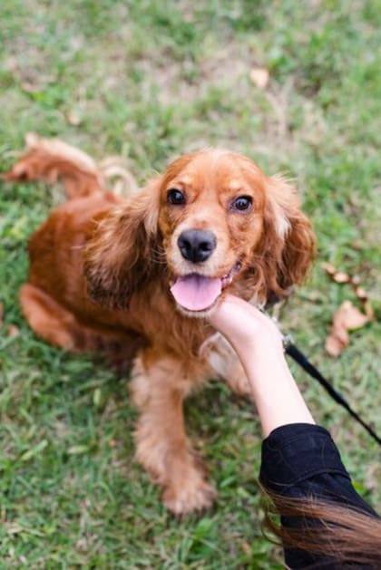 Milo se ganó el primer puesto como el nombre más elegido de perro a nivel mundial