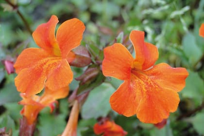 Mimulus cupreus (mímulo). Crece en mallines, acequias, vegas y otros sitios inundados en las montañas de Mendoza, Neuquén y Río Negro, y en el centro y sur de Chile.