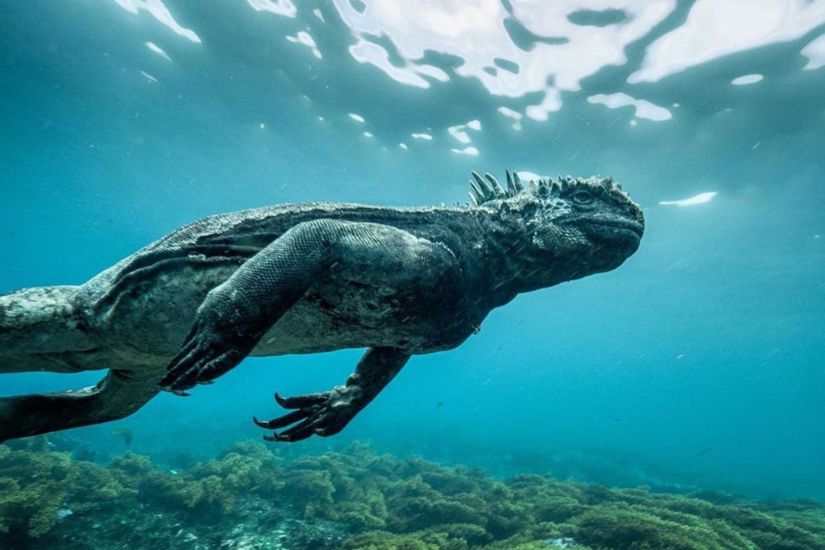"Mini Godzilla": la impresionante iguana marina es la jefa de los mares en Galápagos (Pinterest)