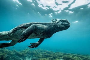 "Mini Godzilla": la impresionante iguana marina es la jefa de los mares en Galápagos (Pinterest)