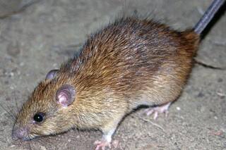 Ministra de Salud francesa dice que se desconoce si el hantavirus del crucero ha mutado