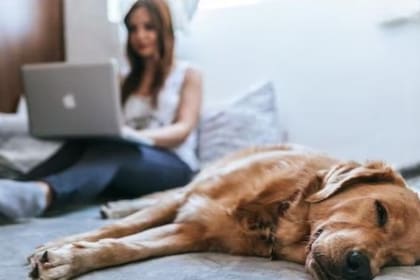 Miradas, ronroneos y más: qué quieren comunicar los gatos y perros con su lenguaje corporal