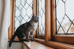 “Los gatos que observan el exterior desde una ventana enriquecen su estimulación mental”
