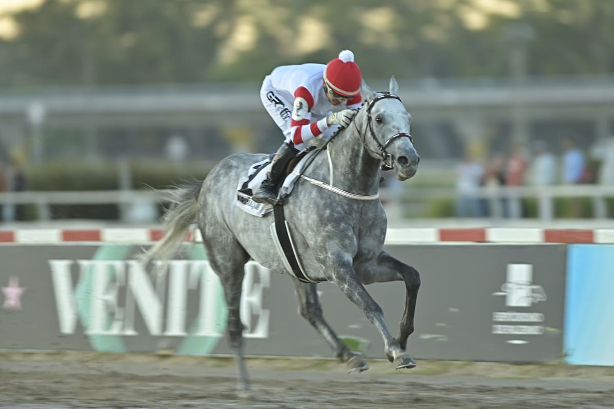 Miriñaque viene de ganar el Gran Premio República Argentina (G1), en Palermo; este jueves correrá en San Isidro en pos del 25 de Mayo.
