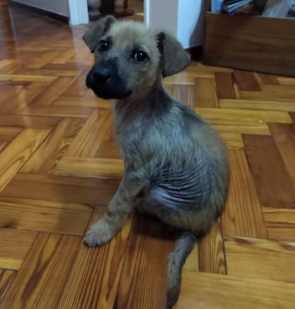 "Mis hijos eran chiquitos y les enseñamos a entender cómo era el contacto adecuado con la perra, lo que le gustaba y lo que no, reconocer sus límites y cómo respetarla"