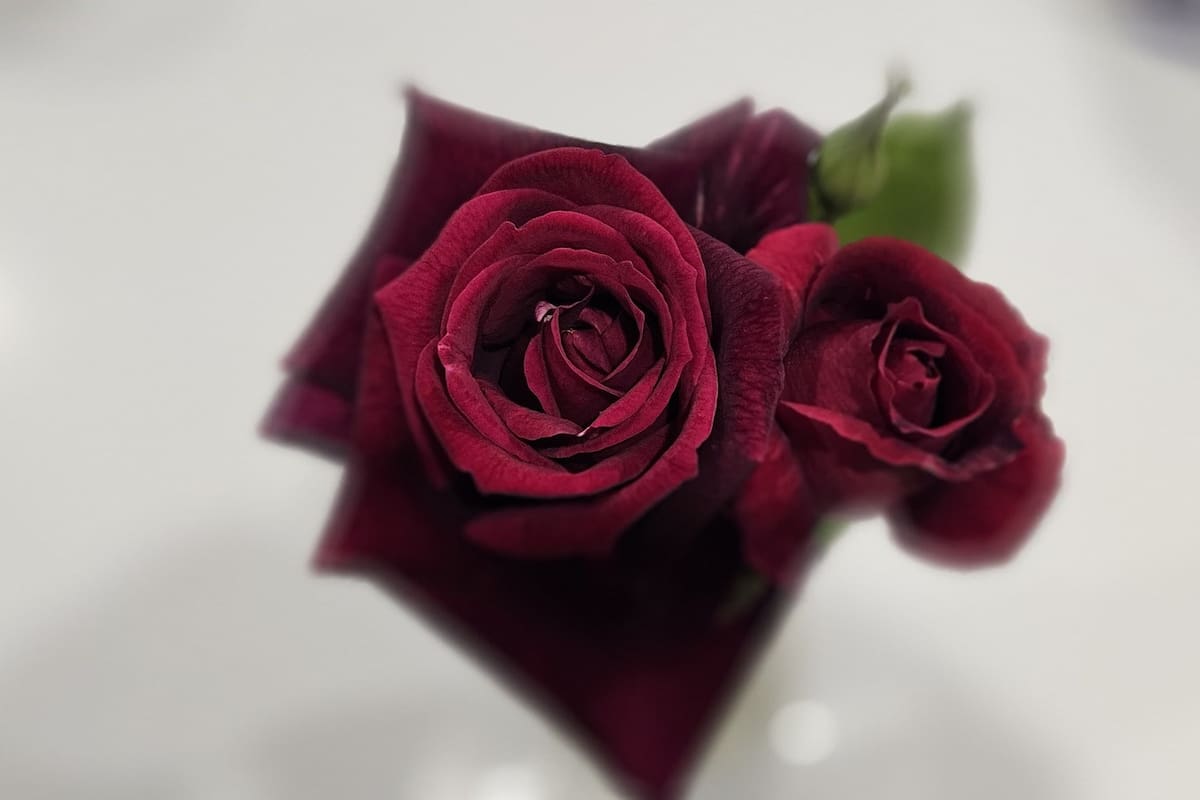 Mis rosas están progresando espléndidas, pese a que hay pulgones; pero hay también algo más