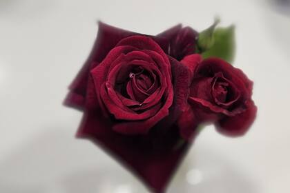 Mis rosas están progresando espléndidas, pese a que hay pulgones; pero hay también algo más