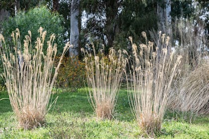 Miscanthus sinensis es una especie muy usada en zonas ventosas como la costa argentina