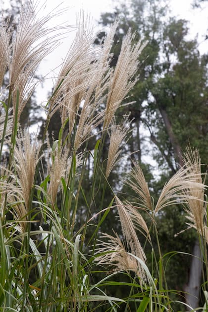 Miscanthus sinensis, un clásico de clásicos