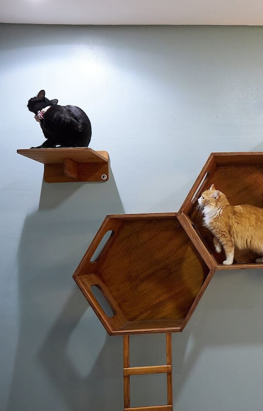 Mishmosos, un hotel de gatos creado por una médica veterinaria, que tiene sucursales en Parque Chas y Vicente López