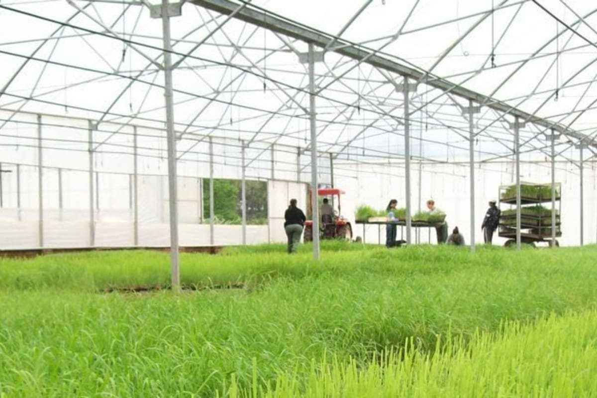 Misiones, la segunda provincia en plantar marihuana en forma legal