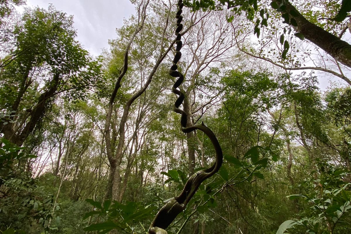 Misiones pide a la Casa Rosada una compensación por no desforestar para sembrar maíz y soja