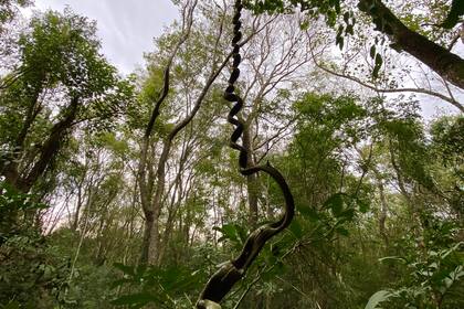 Misiones pide a la Casa Rosada una compensación por no desforestar para sembrar maíz y soja