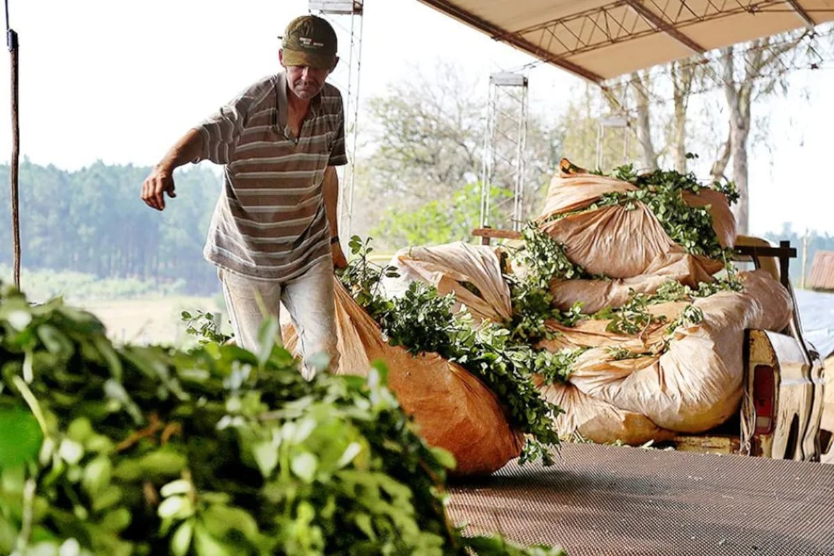 Misiones y Corrientes son las provincias yerbateras del país