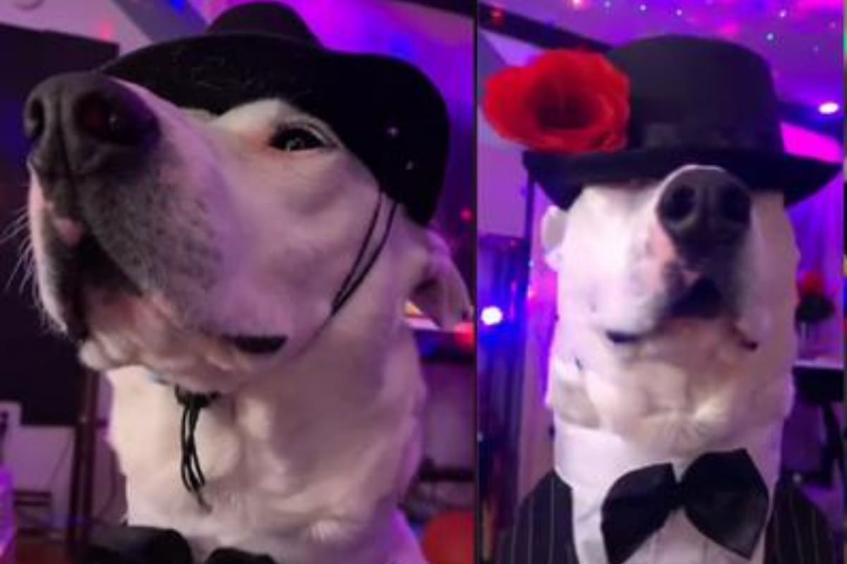 Mister Mainer es uno de los perros más famosos en TikTok por su particular estilo