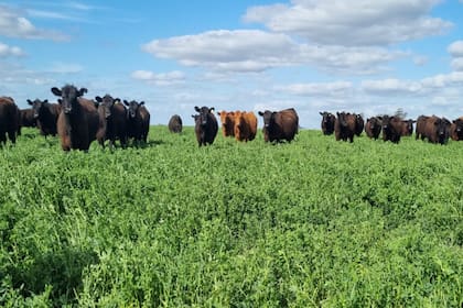 Modelo de integración agrícolo-ganadero