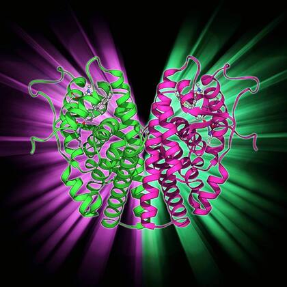 Modelo molecular del receptor de estrógeno y el fármaco tamoxifeno