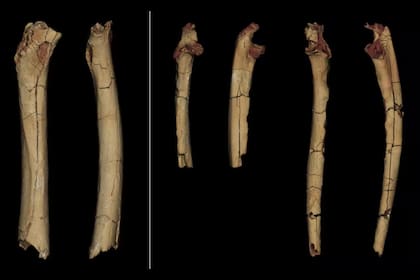 Modelos digitalizados en 3D de los tres huesos de las extremidades del TM 266 atribuido a Sahelanthropus tchadensis (a la izquierda, el fémur en vista posterior y medial a la derecha, los dos cúbitos en vista anterior y lateral)