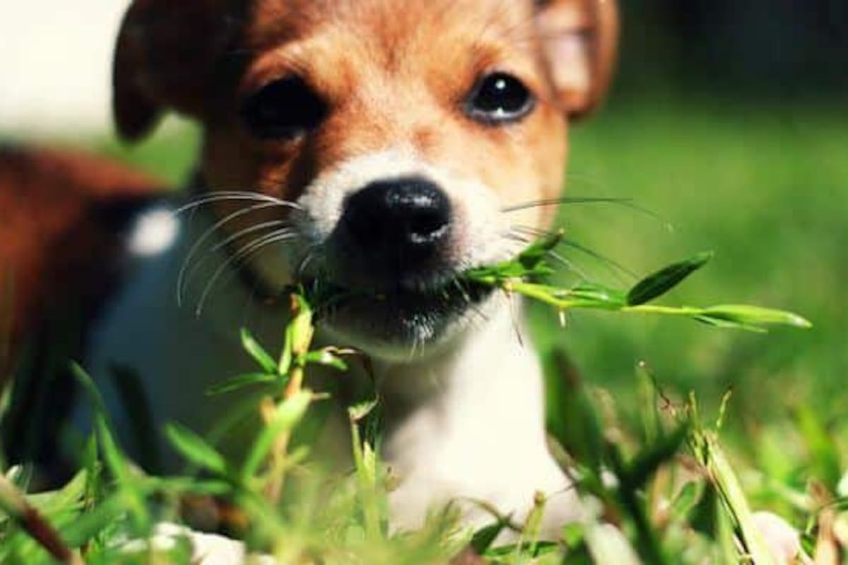 Moder pasto es un comportamiento que deviene de un gen heredados de los lobos