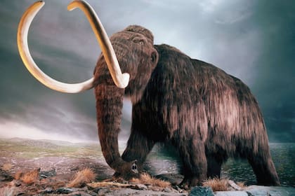 Modificando el ADN del elefante podrían generar embriones de mamut lanudo