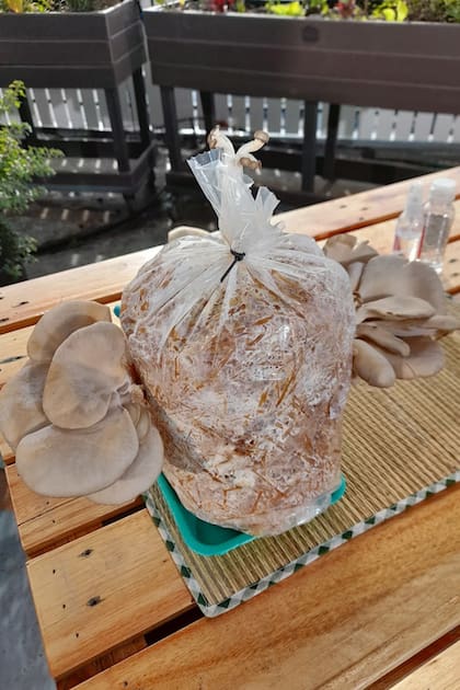 Módulo de cultivo con gírgolas desarrolladas