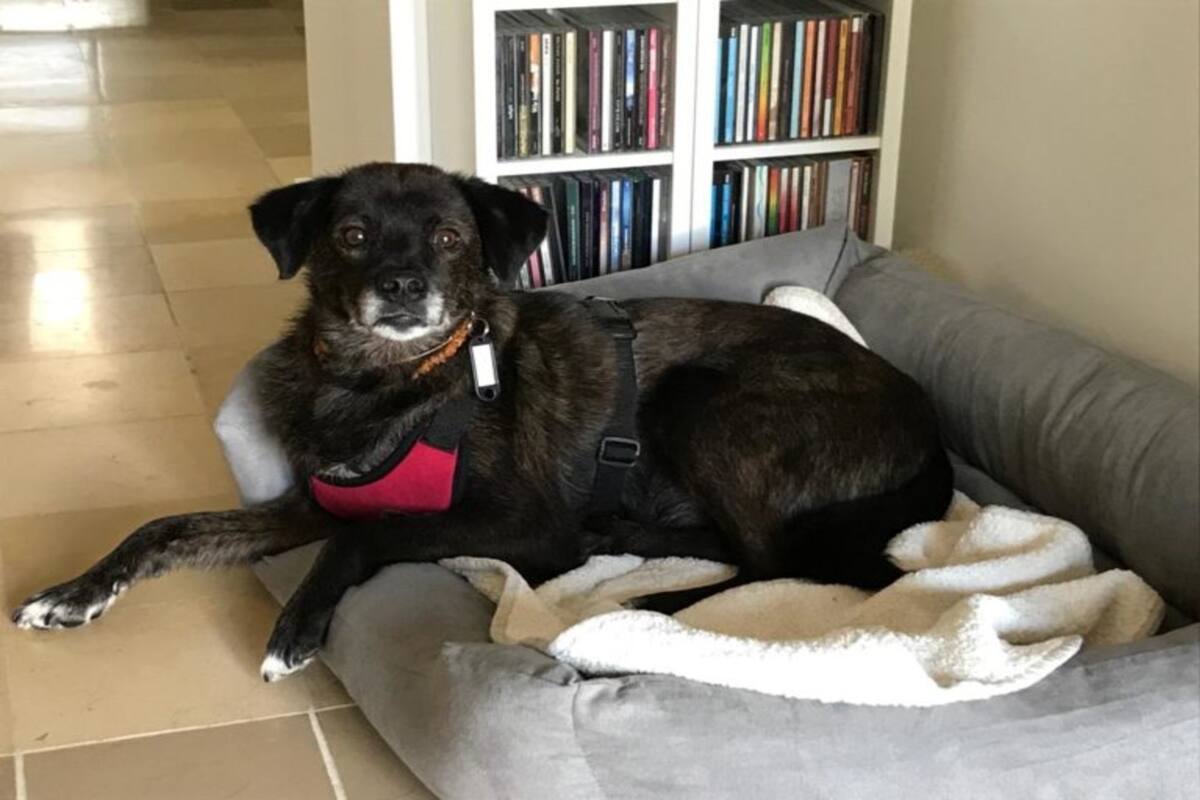 Mogwli instalado en la casa de sus nuevos dueños