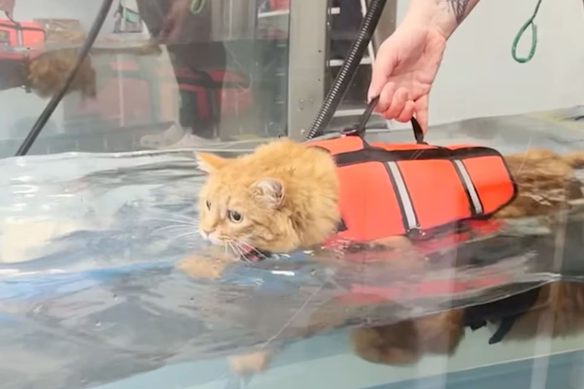 Moisés, el gato que logró perder peso mediante la hidroterapia
