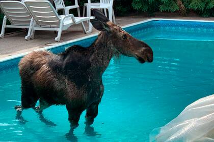 Mojado y sorprendido, el alce en la pileta