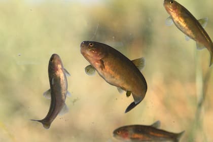 Mojarra