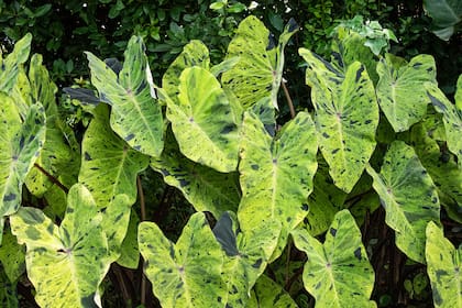 Mojito: sus grandes hojas de fondo verde manchadas de violeta oscuro, casi negro, semejan las hojas machacadas en el famoso trago mojito, por eso su nombre. Crecimiento bastante compacto, de aproximadamente 1 m de altura