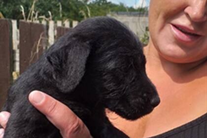 Molly tuvo un ataque cardíaco y su familia junta firmas para crear una legislación en Inglaterra