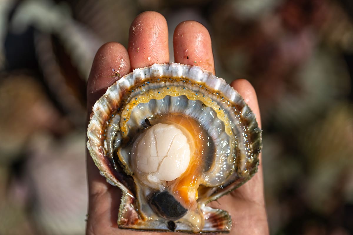 Moluscos y crustáceos no solo comparten el mar: también comparten una proteína capaz de desencadenar reacciones severas