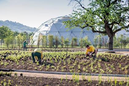 Momento de la plantación según planos muy detallados.