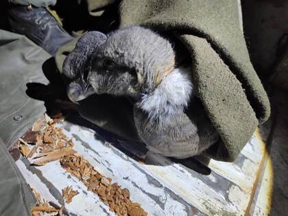 Momento en que fue rescatado moribundo y sin poder volar, en mayo del 2025 por efectivos de Gendarmería Nacional, Paso Internacional Río Mayer, Santa Cruz. Foto: Gendaermía Nacional.