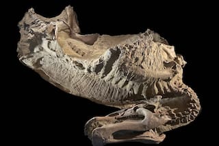 Momias de dinosaurios ayudan a científicos a recrear sus vidas prehistóricas