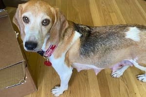 Momma Mia, una de los 4000 beagles rescatados de las instalaciones de cría de Envigo en Cumberland, Virginia, después de informes de maltrato