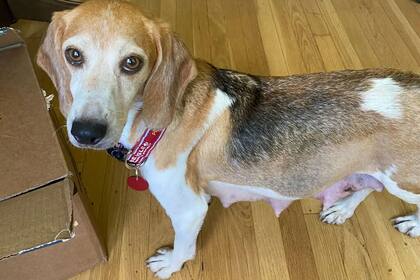 Momma Mia, una de los 4000 beagles rescatados de las instalaciones de cría de Envigo en Cumberland, Virginia, después de informes de maltrato