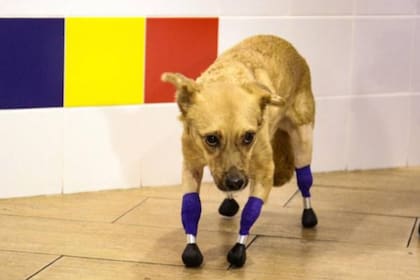 Mónica fue encontrada tirada en la calle, sin las cuatro patas y casi muerta de hambre y de frío; tras ser rescatada, un grupo de veterinarios le implantaron las prótesis biónicas para que volviera a caminar