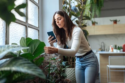 Monitorear el estado de las plantas desde aplicaciones en el celular ya no es una rareza