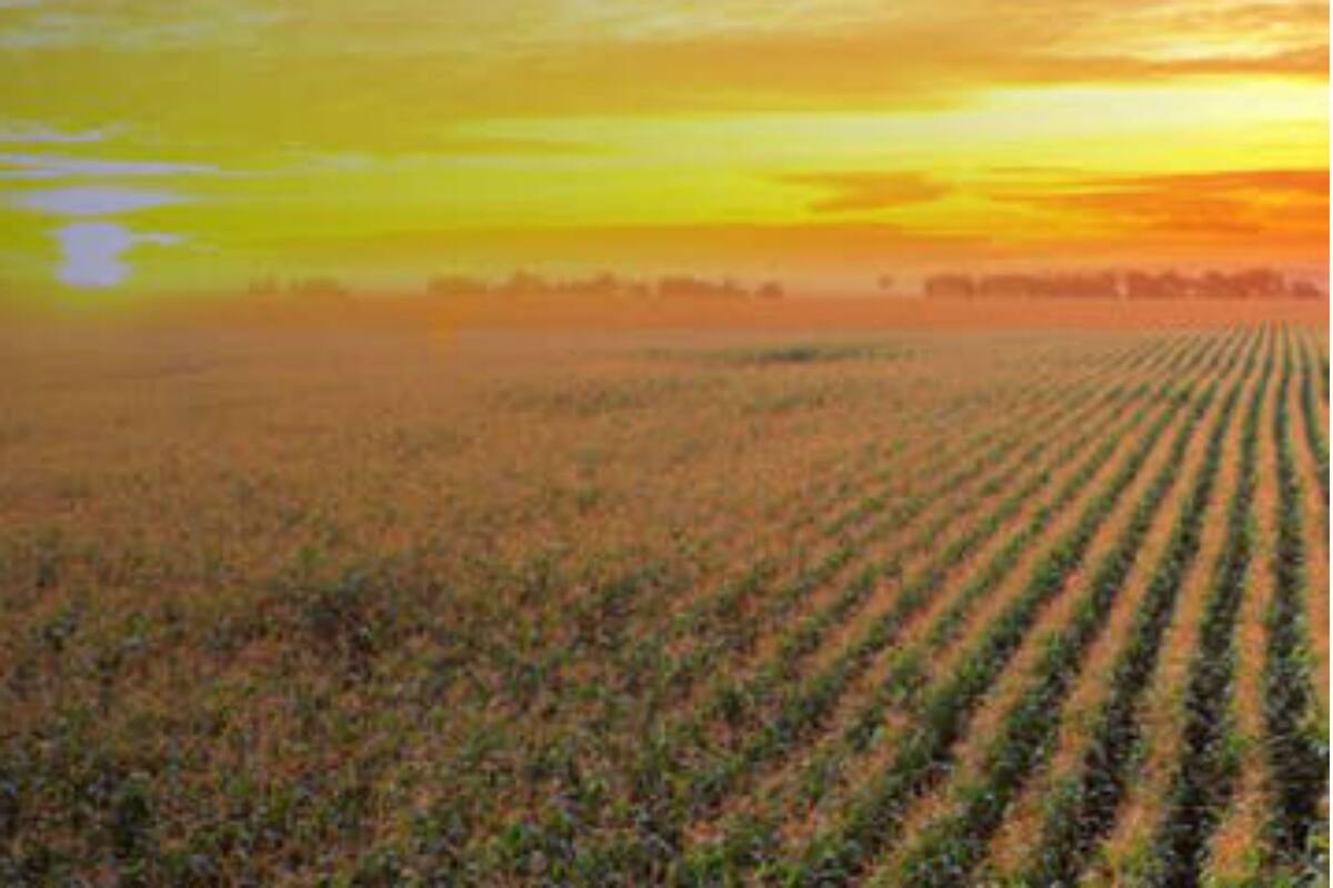 Monitoreos, big data y agricultura abierta