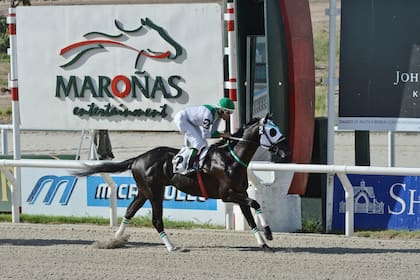 Monje Negro, el caballo con el que Falero montará por última vez en la carrera más importante de su tierra