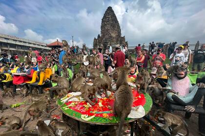Monos comen fruta durante la fiesta de los monos en la provincia de Lopburi, Tailandia, el 27 de noviembre de 2022. (AP Foto/Chalida EKvitthayavechnukul, Archivo)