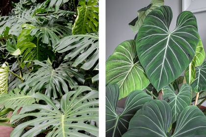 Monstera deliciosa y Philodendron Gloriosum, efecto visual poderoso en dos plantas de estilo tropical