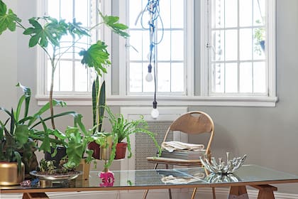 Monstera, sansevieria, potus y palmeras enanas regresaron con gloria y son las especies que mejor cotizan en los viveros.