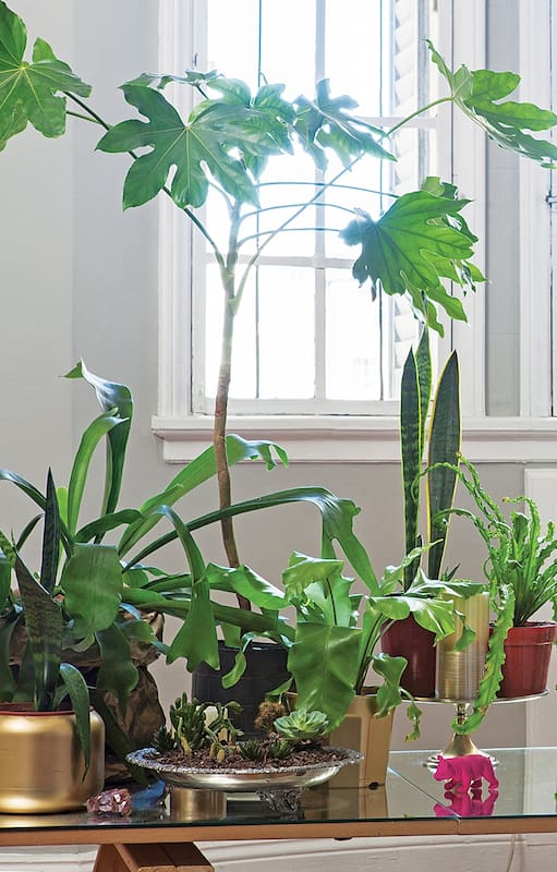 No hace falta ser especialista para cultivar algunas especies