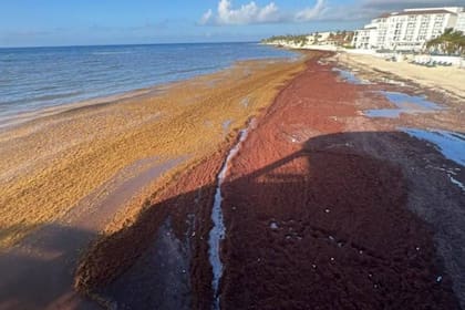 Montañas de algas en descomposición cubren la arena blanca de la Riviera Maya