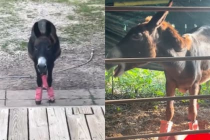Monte, el burro cantor que se convirtió en la nueva estrella de Tik Tok