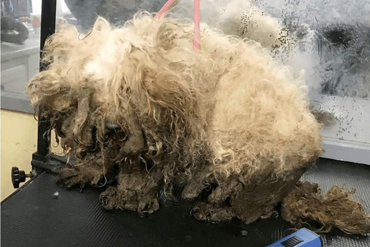 Monty, uno de los 30 perros rescatados en deplorables condiciones de una residencia canina del Reino Unido, mejora día a día